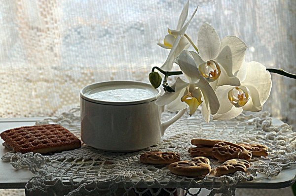 доброе утро орхидеи