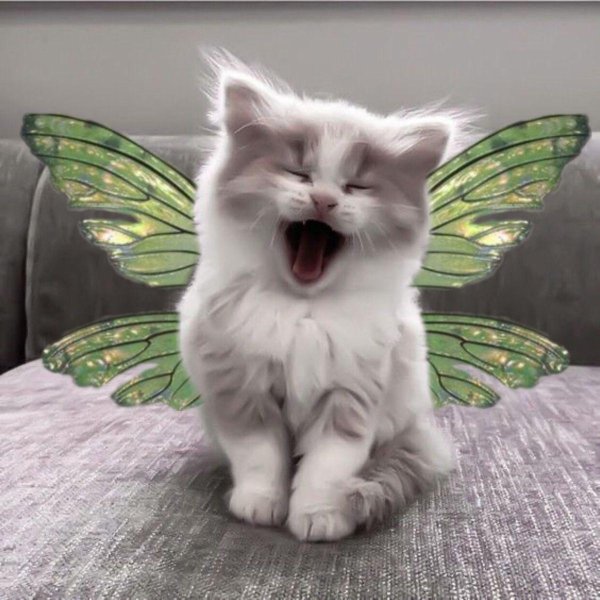 смешной котенок