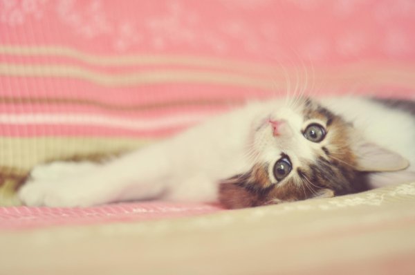 милые кошки