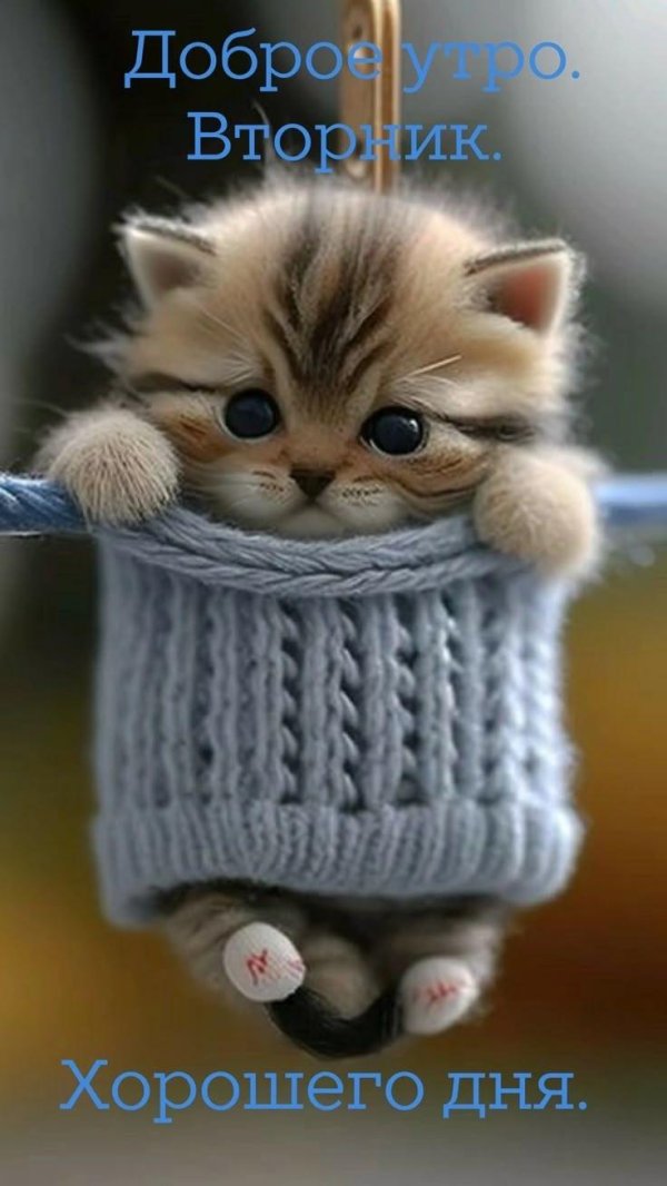 очаровательные котята