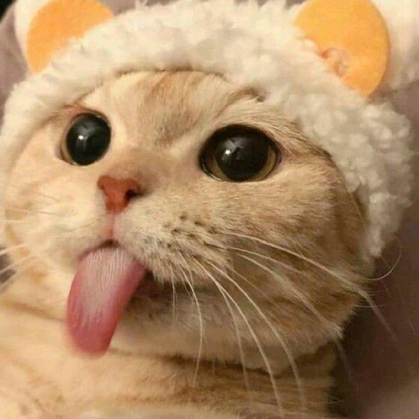 милая котик