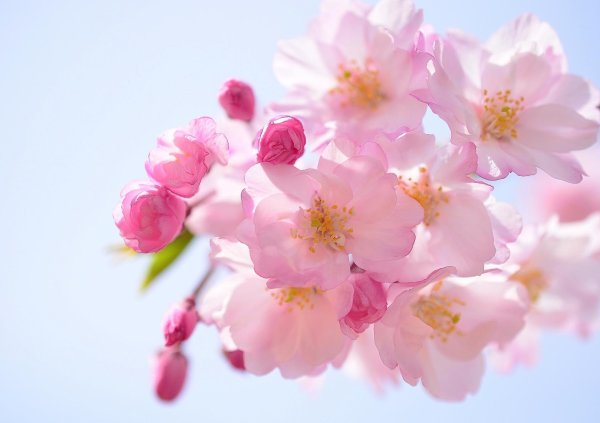 цветки вишни