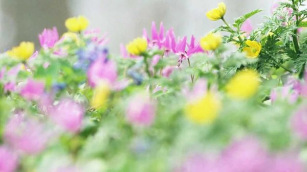 цветок полевой