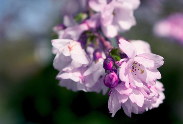 Весенние нежные с цветами