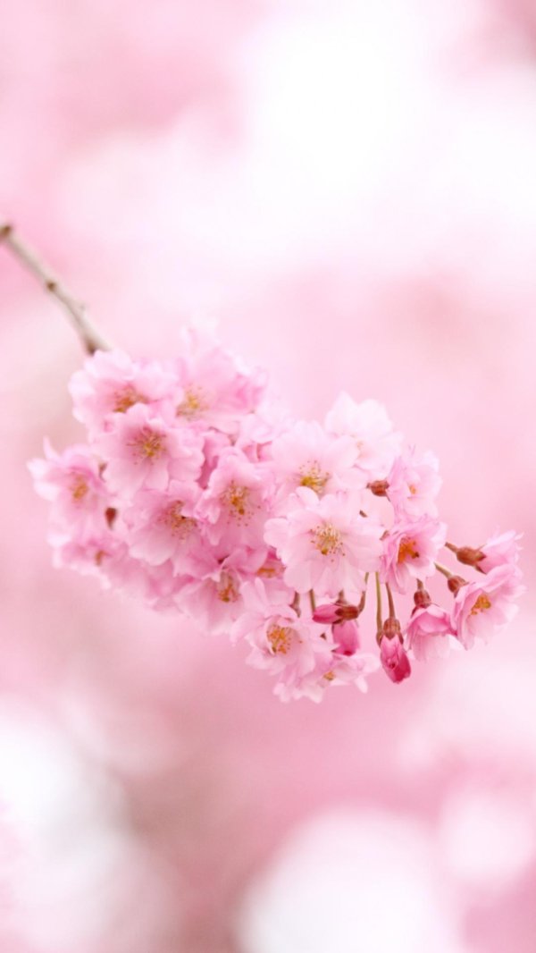 sakura cherry blossom