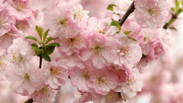 цветет вишня