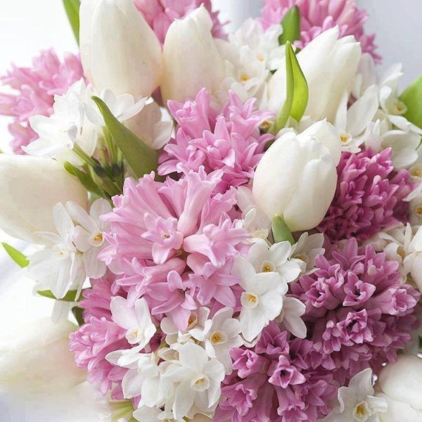 пионы левкои тюльпаны гиацинты