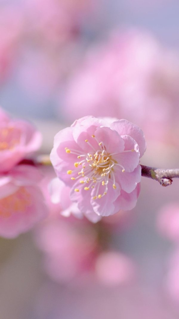 цветы сакуры геншин