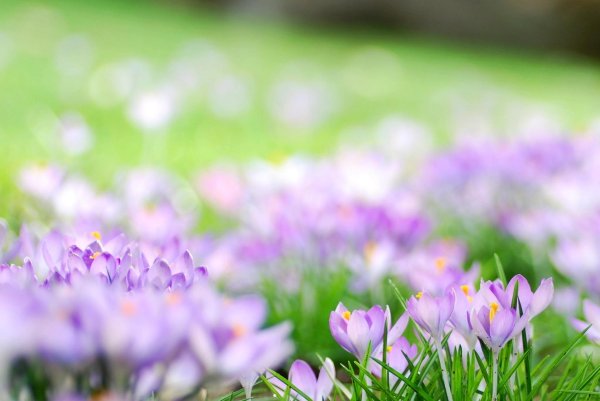 первоцвет сиреневый крокус