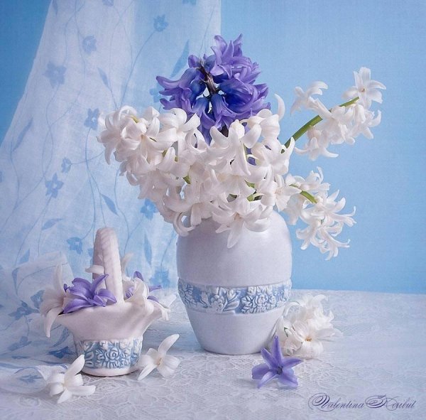 фотонатюрморты с гиацинтами