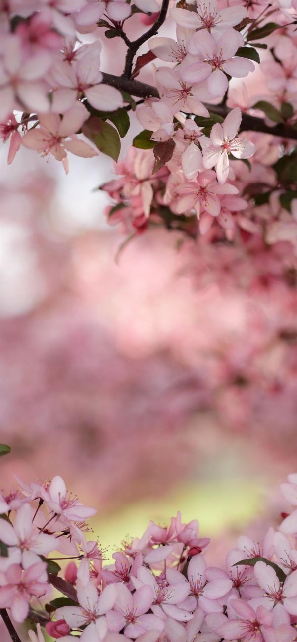 blossom cherry