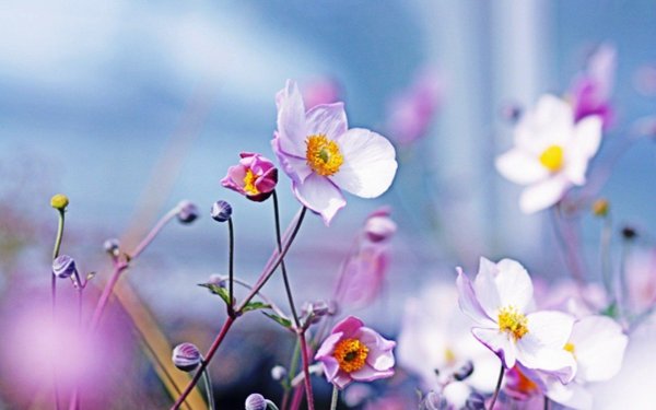 анемона ветреница японская