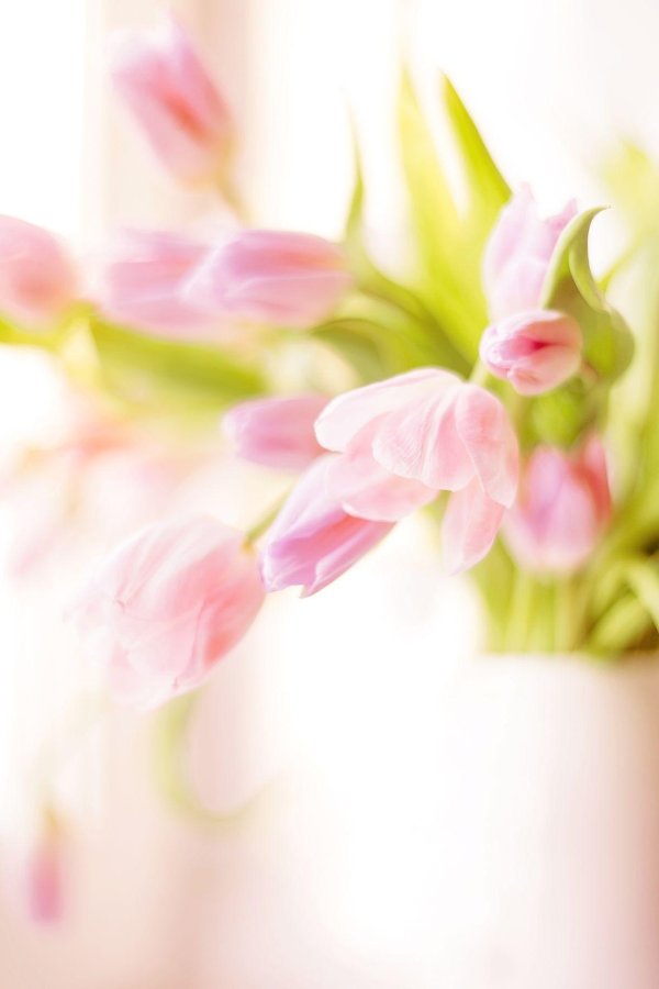 розовые тюльпаны