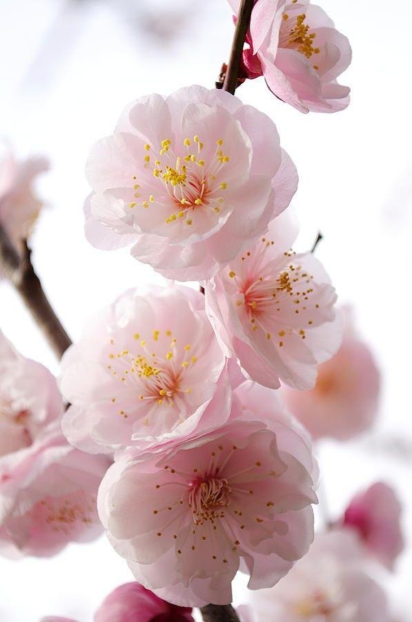 цветущая ветка урюка