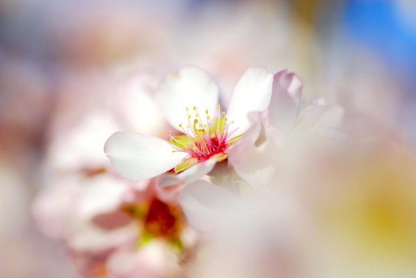 цветущий миндаль