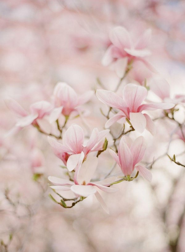 цветение магнолии