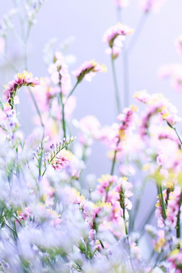 цветок нежный