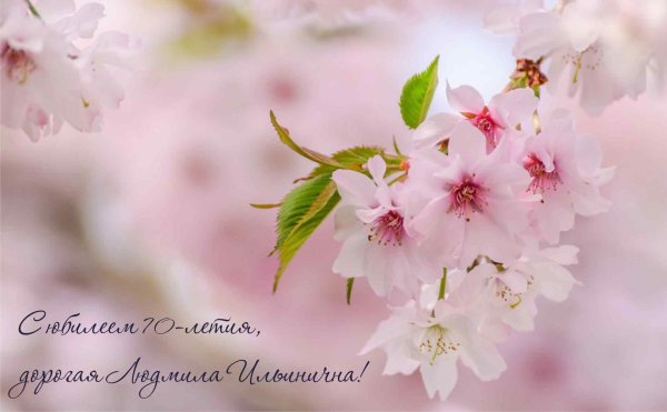 цветет вишня