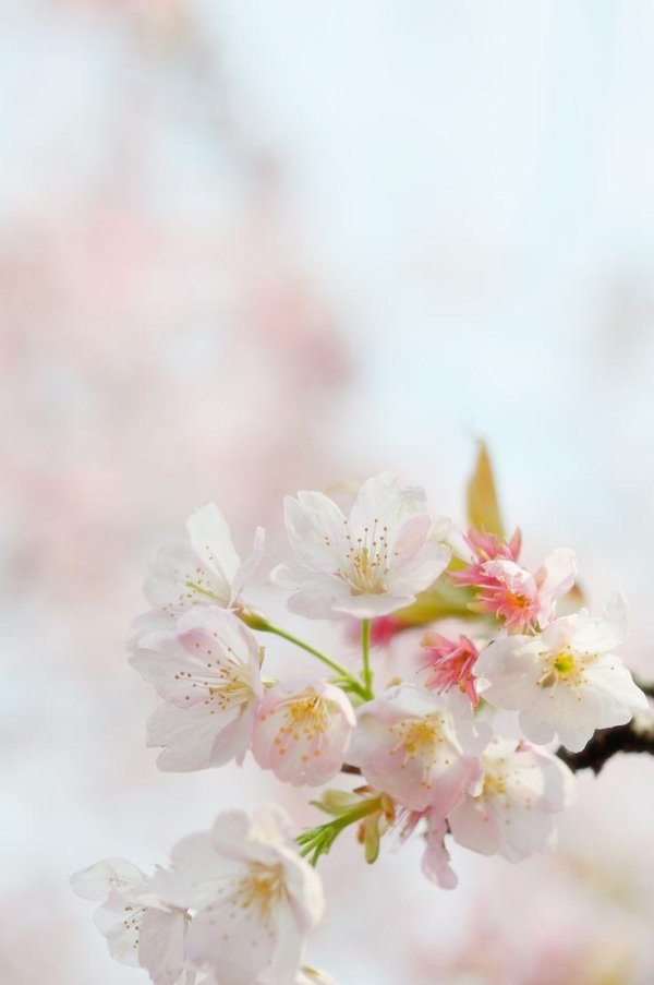 цветки вишни