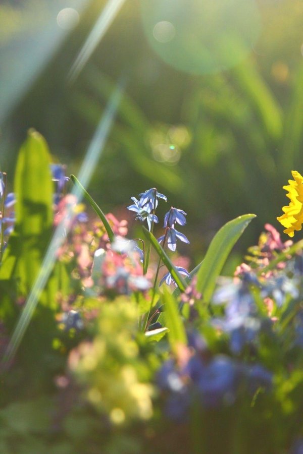 весенние первоцветы