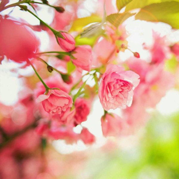 цветочные фоны