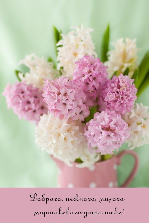 гиацинт нарцисс хамелациум