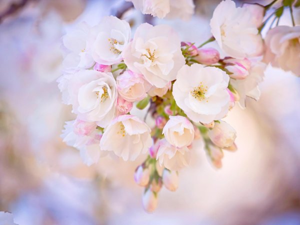 нежная весна