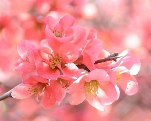 айва хеномелес