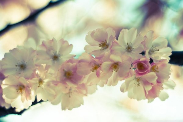 нежные цветочки