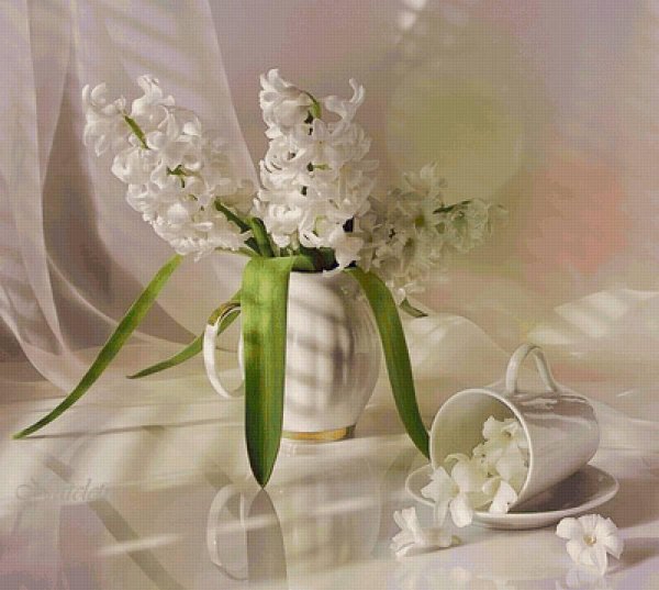 белые гиацинты