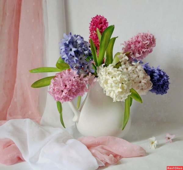 с 8 марта гиацинты