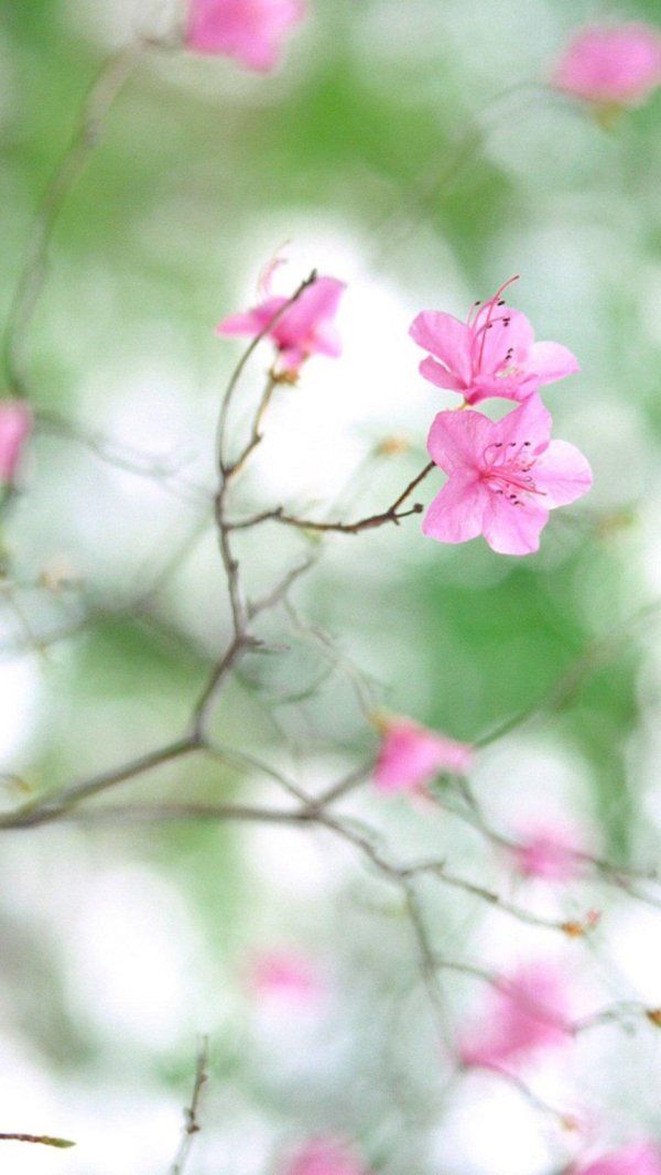 pink blossom