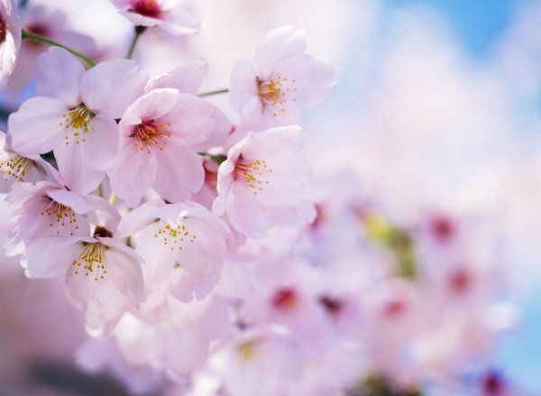 цветки вишни