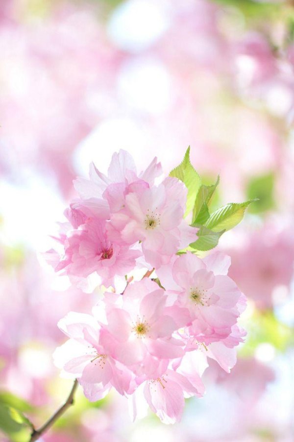 цветочные фоны