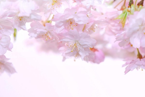 цветочные фоны