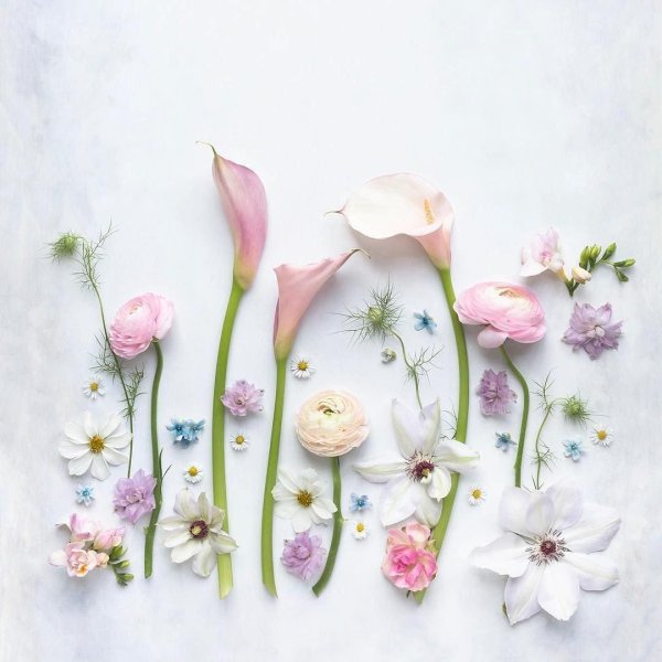 цветок пинтерест