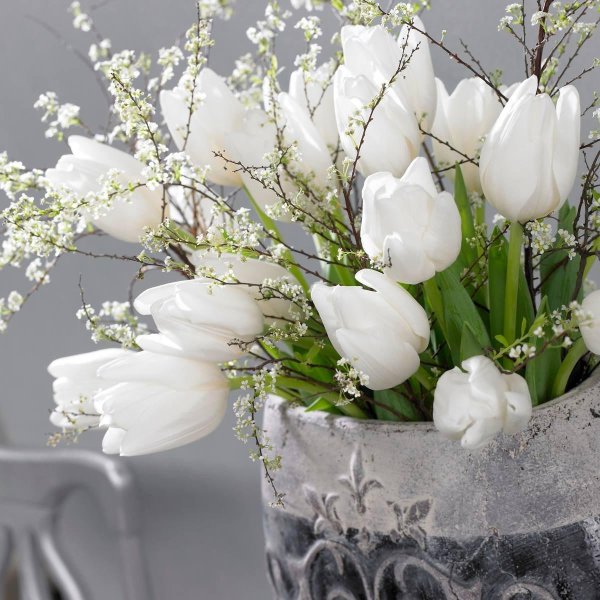 белые тюльпаны