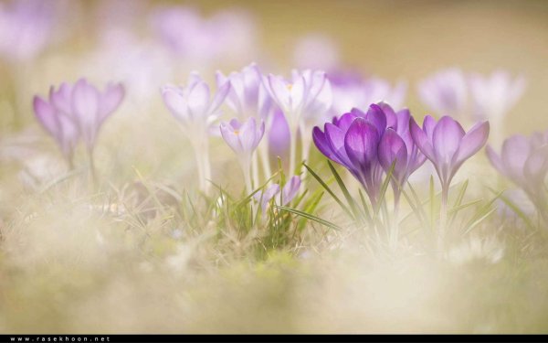 первоцвет сиреневый крокус