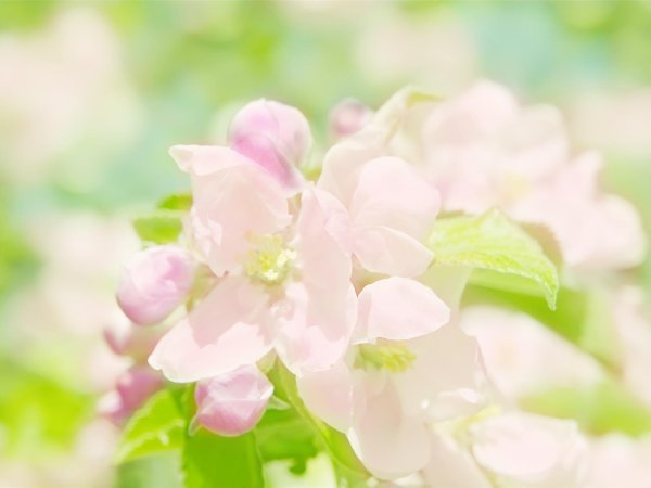 фон весенний