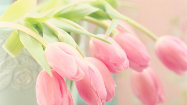 розовые тюльпаны