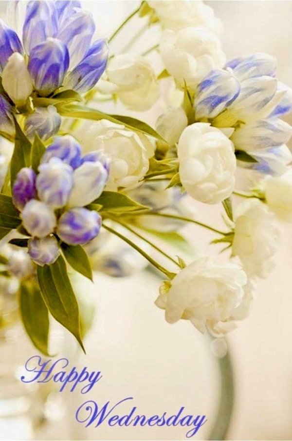 красивые цветы белые