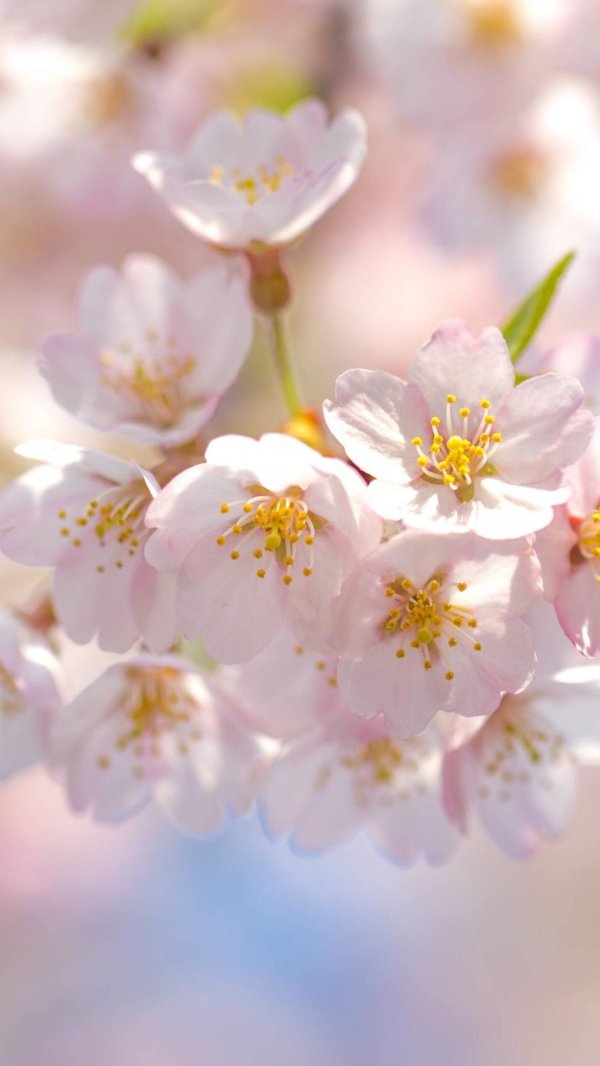 цветки вишни