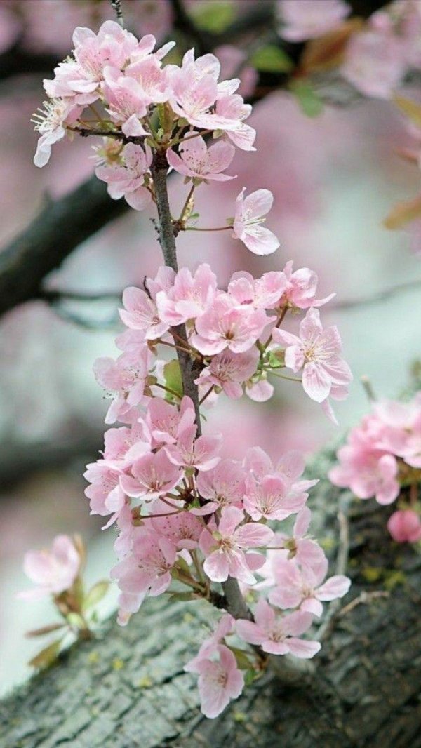 цветущее дерево