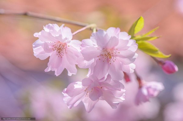 весна нежный