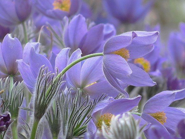 pulsatilla grandis