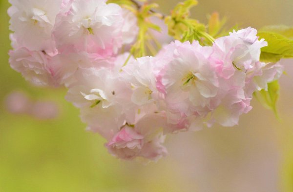 сакура белая махровая