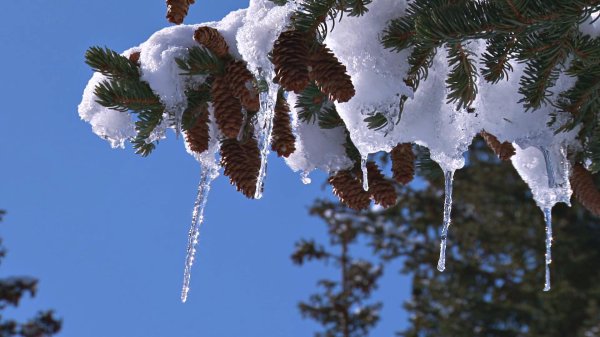 еловая ветка со снегом