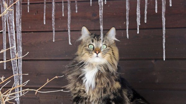 сибирская лесная кошка