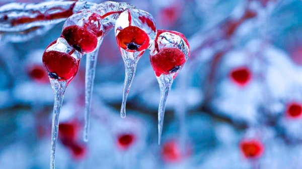 замороженная вишня