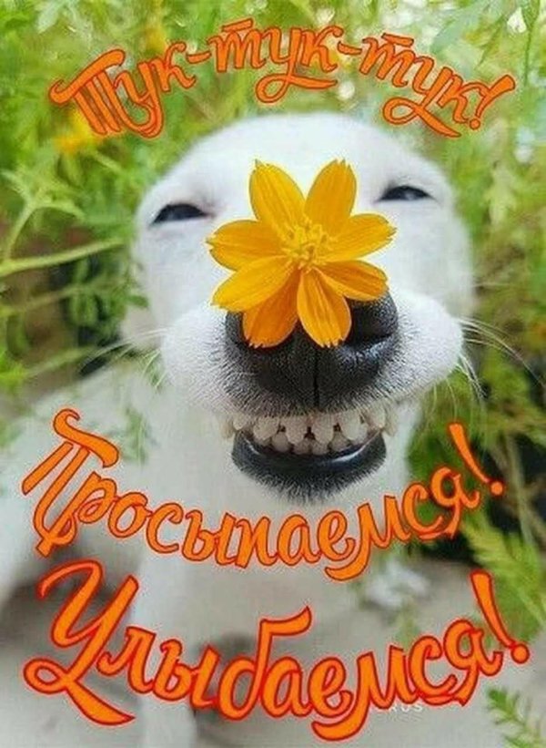 счастливая собака